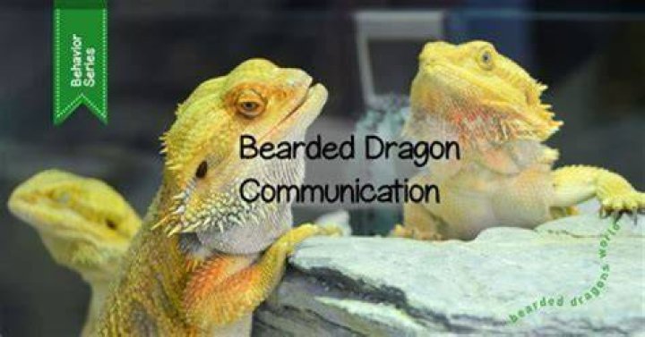 Are Bearded Dragons Social? Discover Their Social Behavior